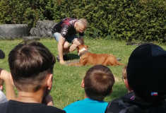 Akce: Bezpečný pes