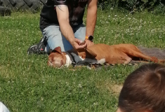 Akce: Bezpečný pes