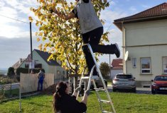 Arboretistické a artistické kousky