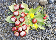 Pracovní činnosti venku - landart