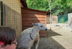 Lama