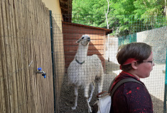 Lama