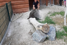 Už se ježí