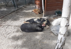 Vepříci