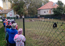 Zvířátka u charity